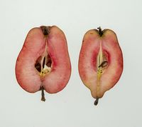 Rødkødet paradisæble